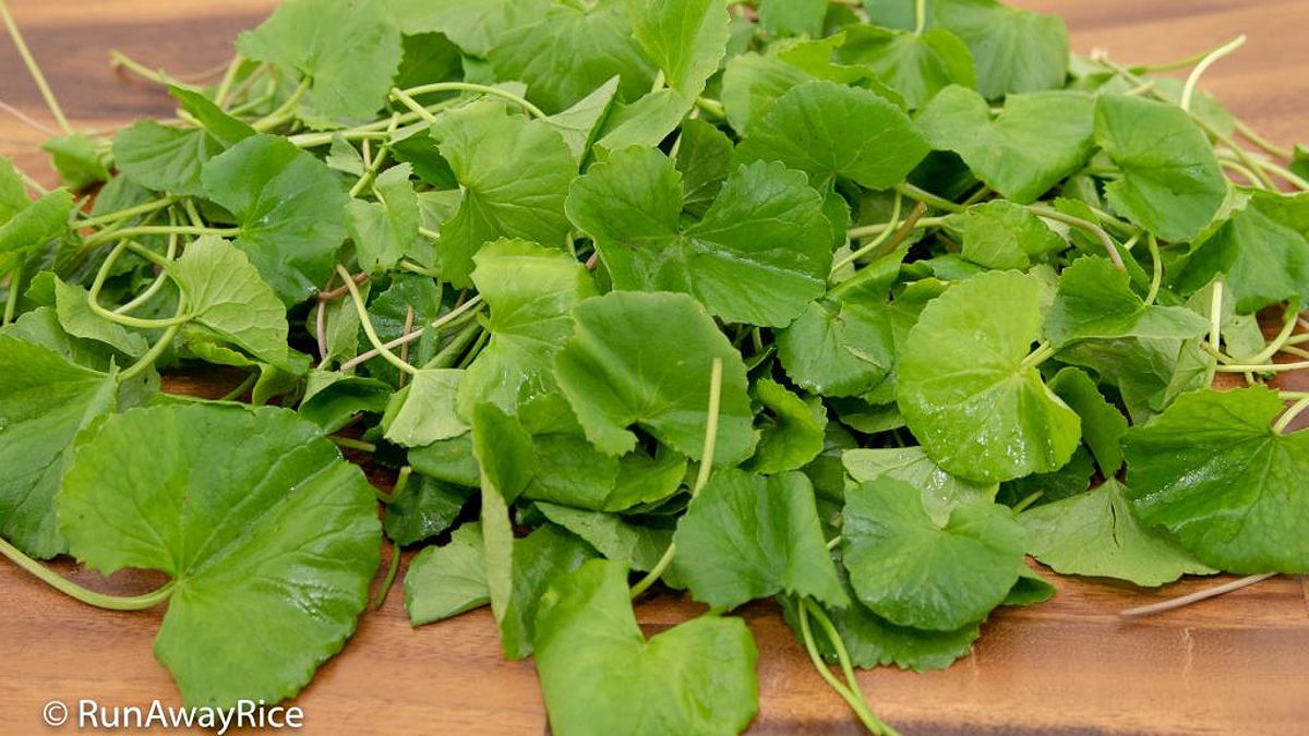 Pennywort Juice - This Herb is Perfect for Juicing