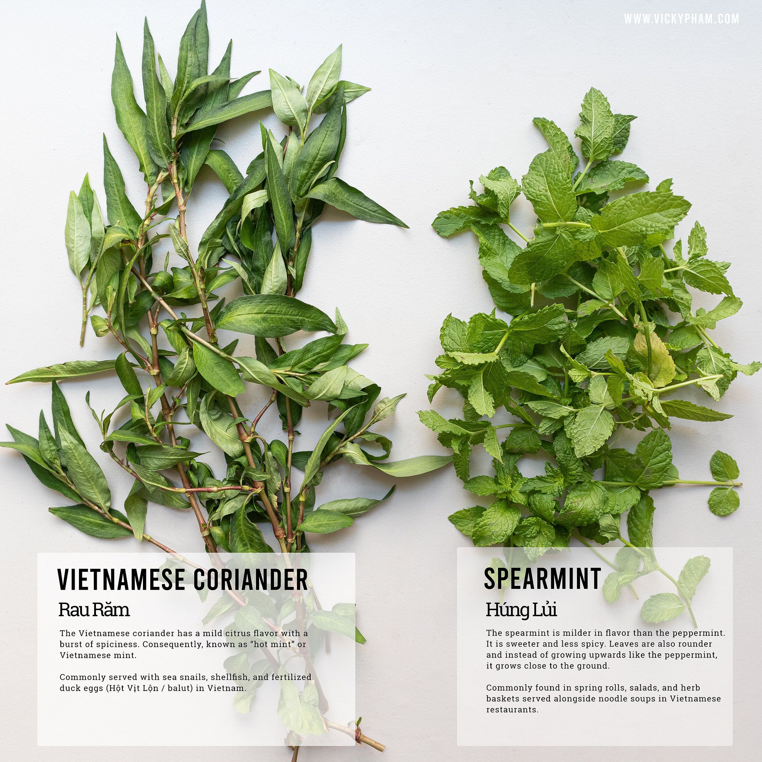 Vietnamese coriander and spearmint, essential herbs in Gỏi Bắp Chuối.